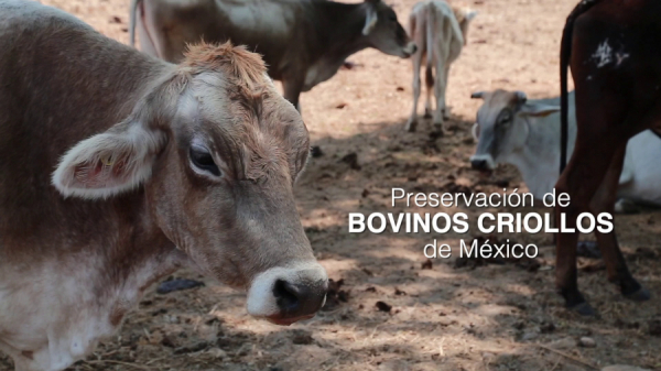 Rescate, Conservación y Utilización de Bovinos Criollos en México