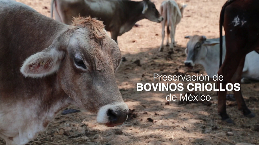 Rescate, Conservación y Utilización de Bovinos Criollos en México