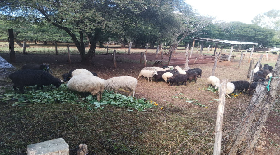 Recibiendo a los corderos del Biotipo Chiapas